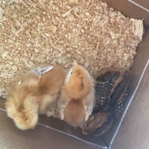 Meet your Posher, Destiny